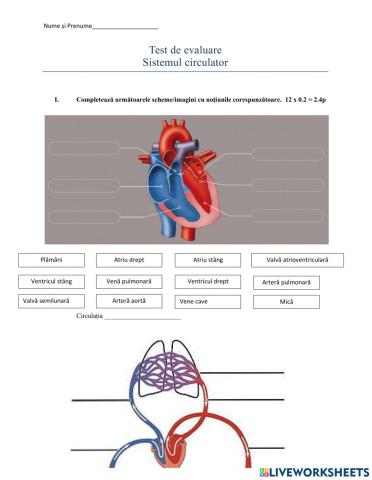 Sistemul circulator