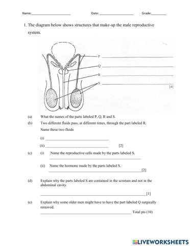 Male Reproductive worksheet