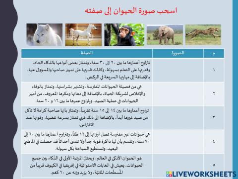 مسابقة حيوانات 1