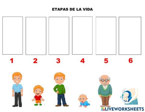 Etapas de la vida