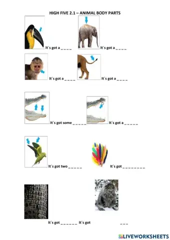 Animal Body Parts
