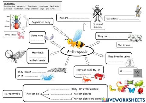 Arthropods - second grade