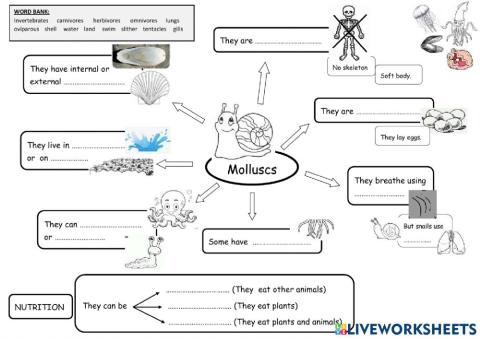 Molluscs - Second grade