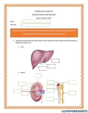 Lembar kerja sistem eksresi manusia