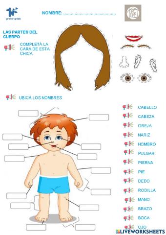 Las partes del cuerpo