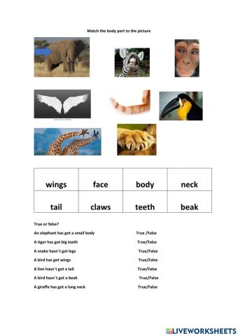 Animal body parts