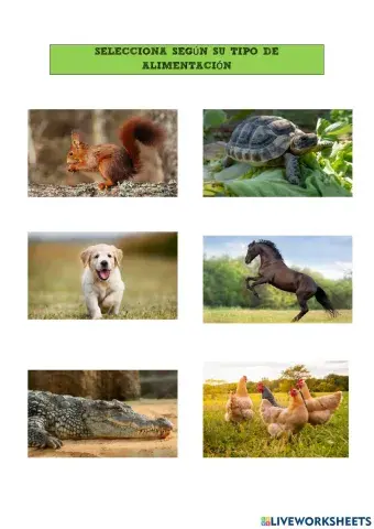 Alimentación de los animales