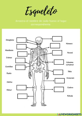 Esqueleto y músculos