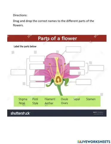 Parts of the flower