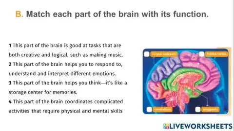 The brain