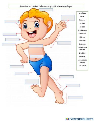 Partes del  cuerpo