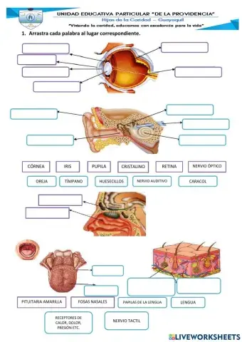 Ciencias naturales evaluación 2Q