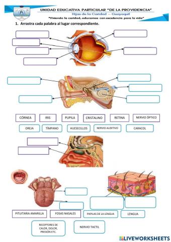Ciencias naturales evaluación 2Q