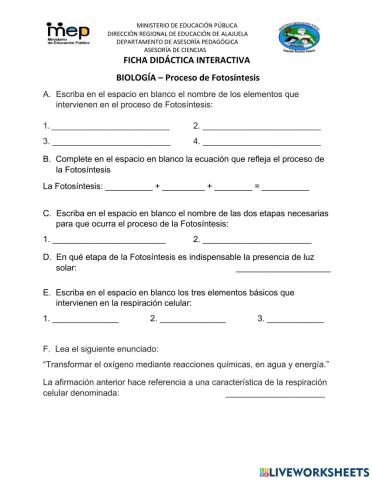 Biología, Fases de la Fotosíntesis