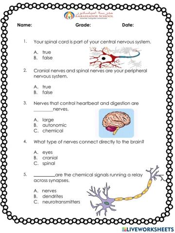 Nervous system