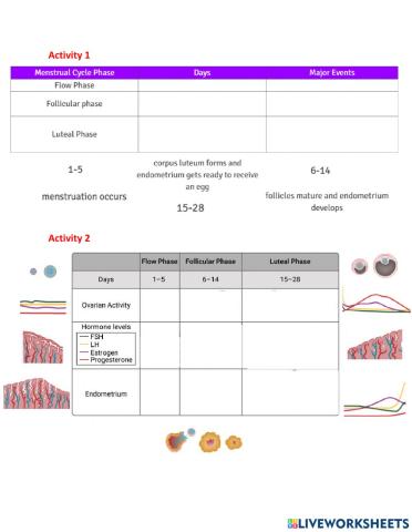 Menstrual Cycle