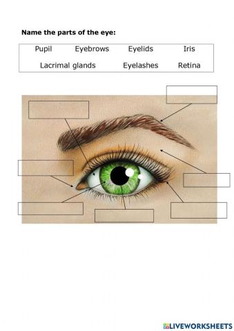 Parts of eye