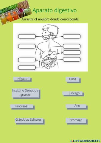Aparato digestivo