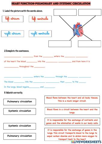 Heart function-pulmonary and systemic circulation
