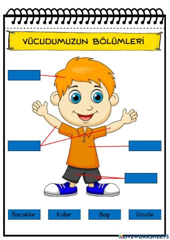 Vücudumuzun Bölümleri