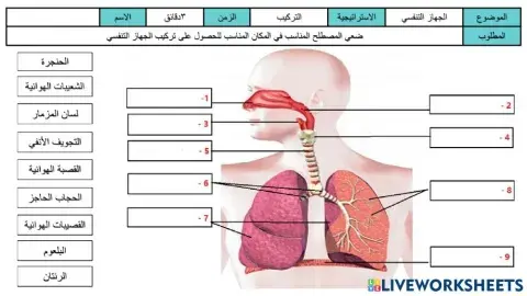 ورقة عمل تركيب الجهاز التنفسي