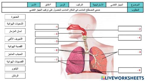 ورقة عمل تركيب الجهاز التنفسي