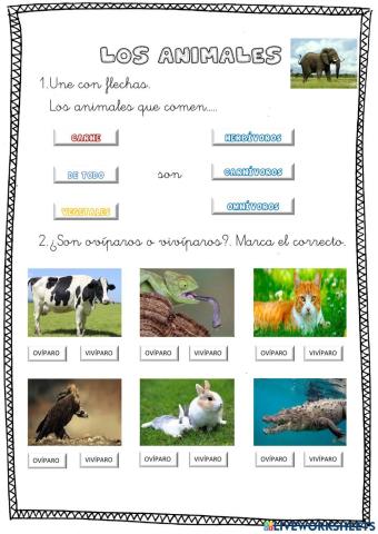 Los animales. 1º PRIMARIA