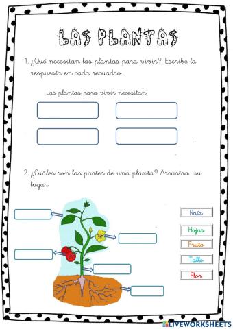 LAS PLANTAS. 1º PRIMARIA