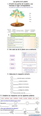 Partes de la planta