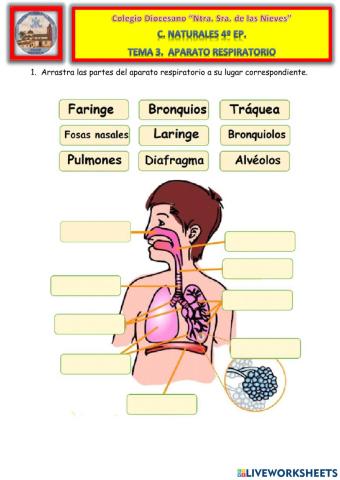 Tema 3. (2ª Parte). Aparato respiratorio.