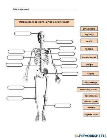Скелет кај човекот