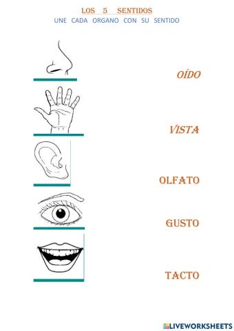 Los 5 sentidos
