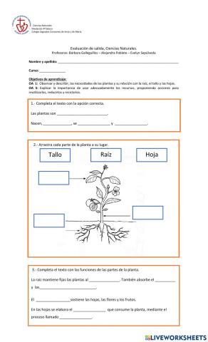 Partes de la planta y qué necesitan para vivir