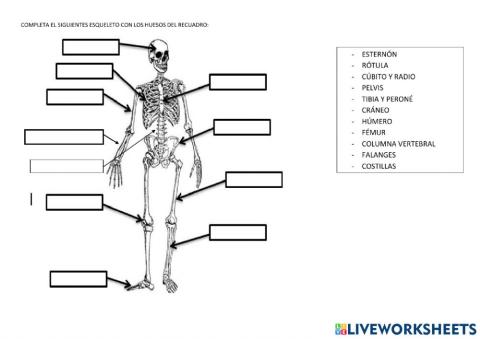 Huesos cuerpo humano