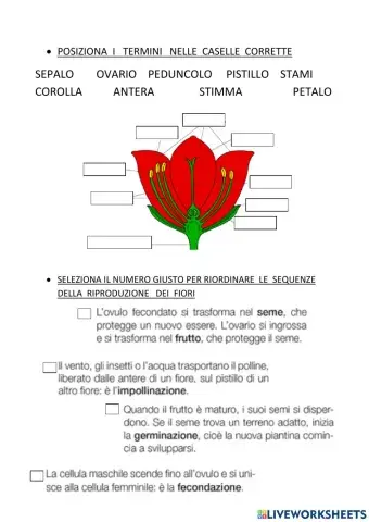 Riproduzione nei fiori