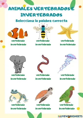 Animales Vertebrados e invertebrados