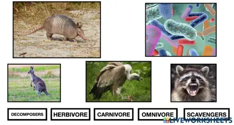 What do animals eat?