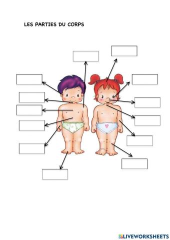 Les parties du corps
