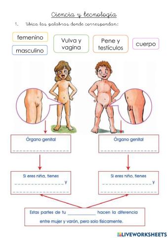 Organos sexuales