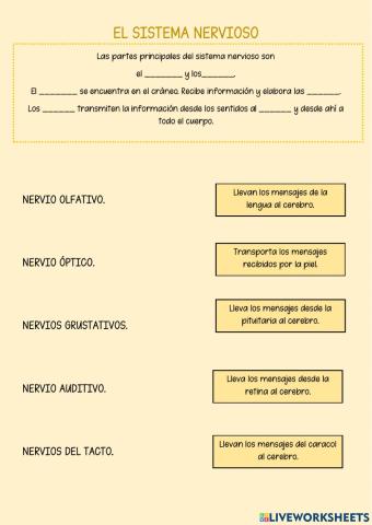 El sistema nervioso