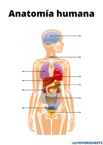 Anatomía humana