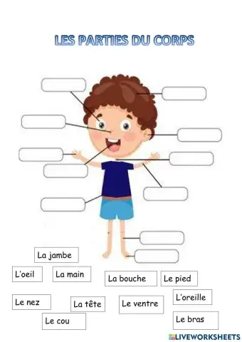 Les parties du corps