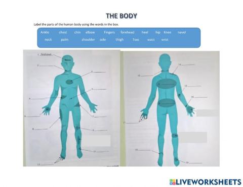 Parts of the body