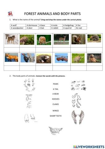 Forest animals and body parts