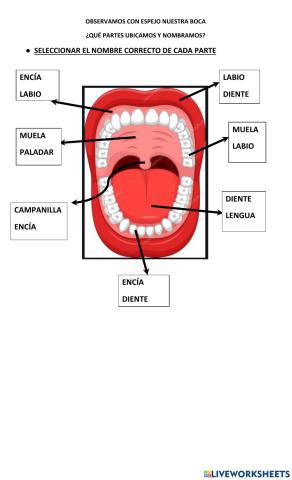 Partes de la boca