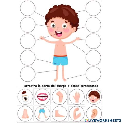 Partes del cuerpo