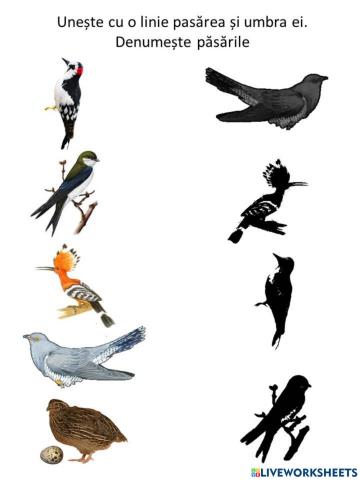 Păsările călătoare și umbra lor