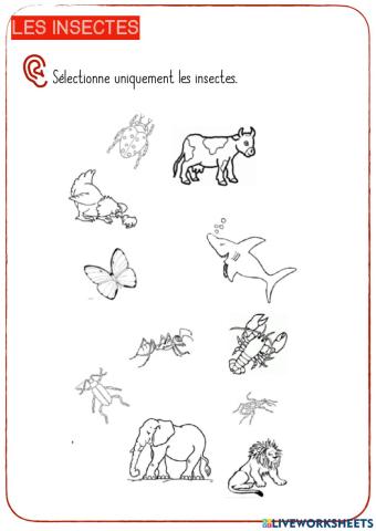 Les insectes-6