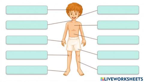 Partes del cuerpo