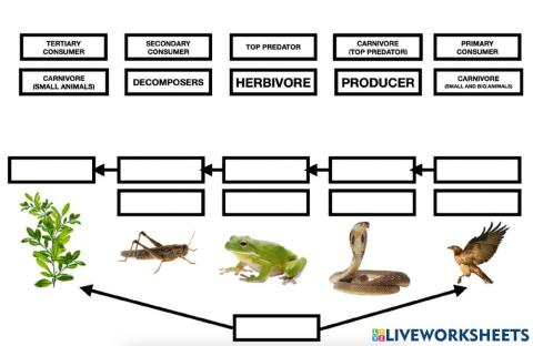 Food chain animals-plants